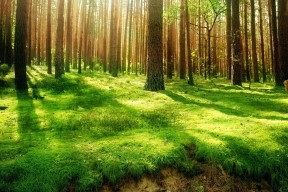 华体会app-内线风暴，当锡安化身蛮荒巨兽，爵士防线沦为绝望的棋盘