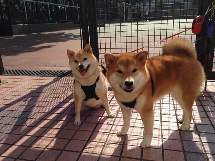 华体会下载-引擎轰鸣与篮球撞击的共鸣之夜  第2张
